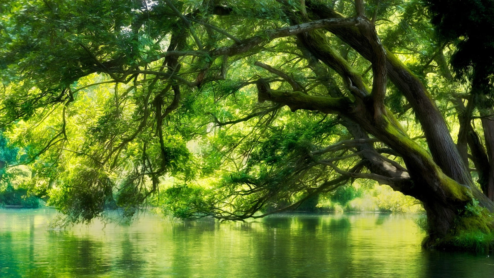 Nature Water And Trees - HD Wallpaper 