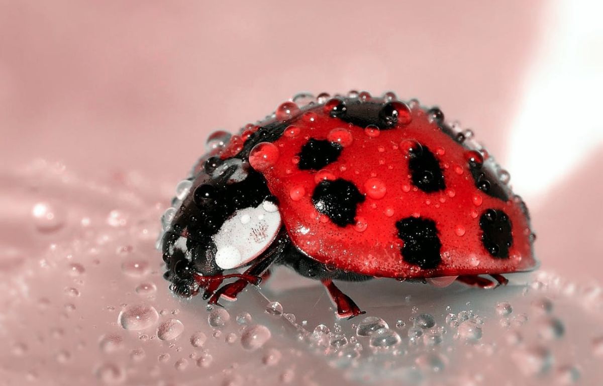 Live Wallpaper Hd Ladybug Beetle Insect Lucky Charm - Red Beetle Insect - HD Wallpaper 