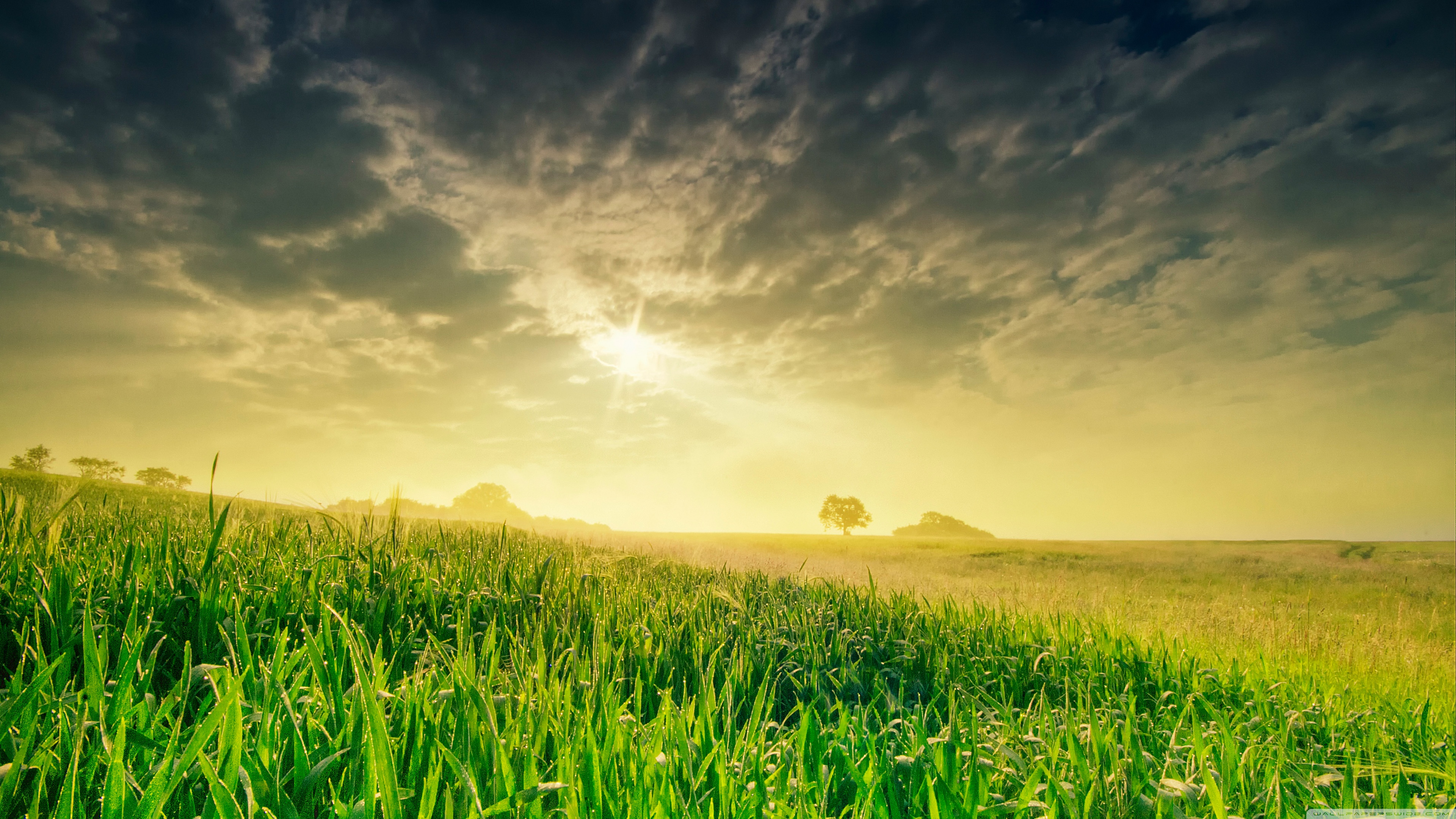 Summer Field In The Morning Â¤ 4k Hd Desktop Wallpaper - Super Hd Background - HD Wallpaper 