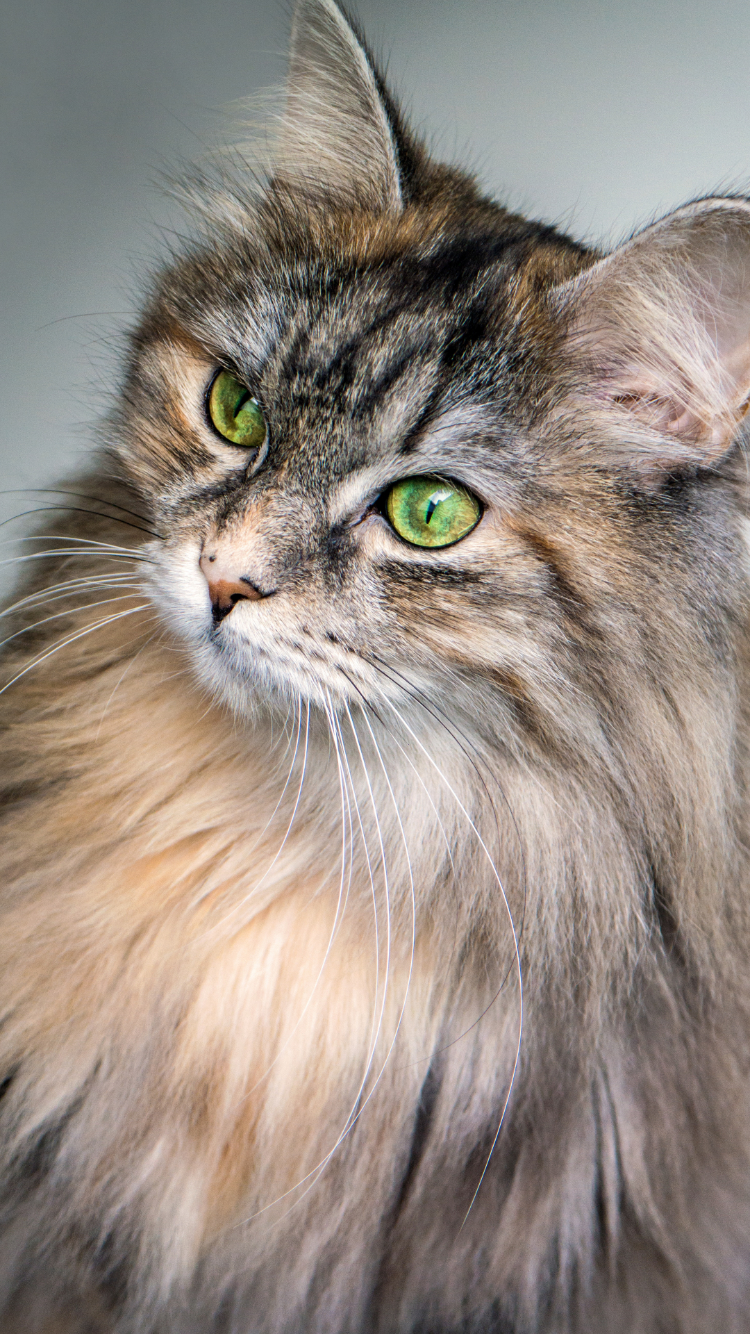 Maine Coon Portrait Iphone Wallpaper - Long Haired Cat Green Eyes - HD Wallpaper 
