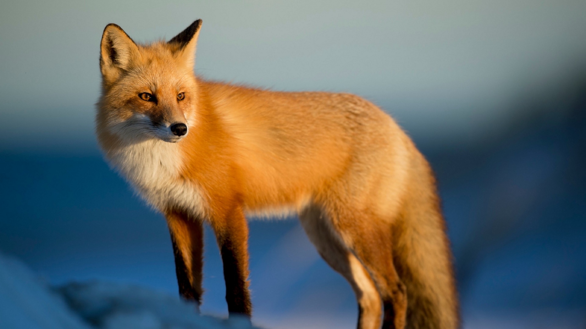 Red fox Portrait Wildlife Free Photo - Fox 4k - HD Wallpaper 