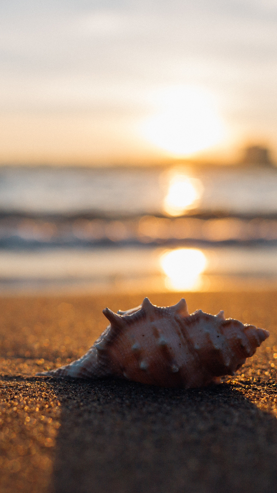Seashell At The Seashore - HD Wallpaper 