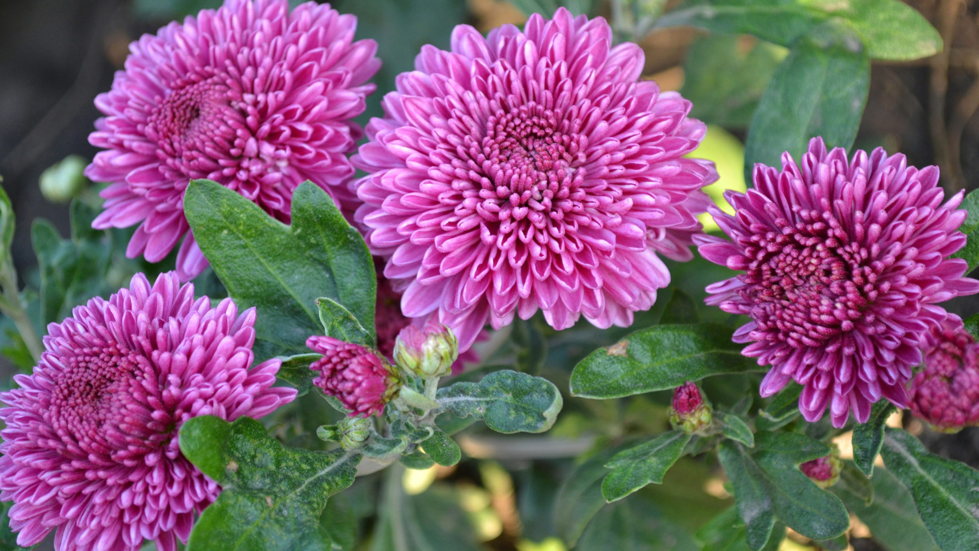 Айстри Квіти - HD Wallpaper 