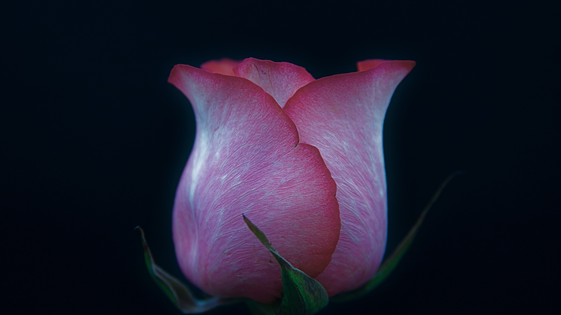 Mobile Phone - HD Wallpaper 