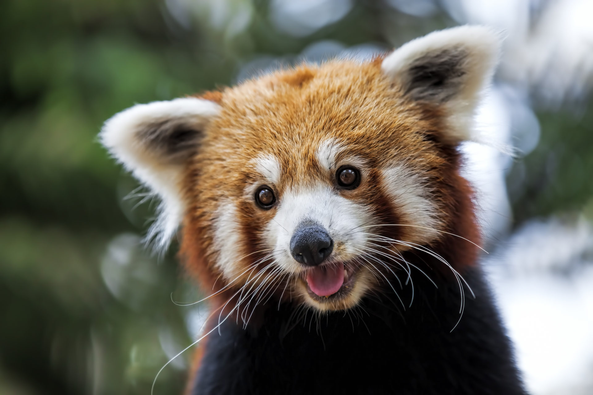 Red Panda Hd - HD Wallpaper 