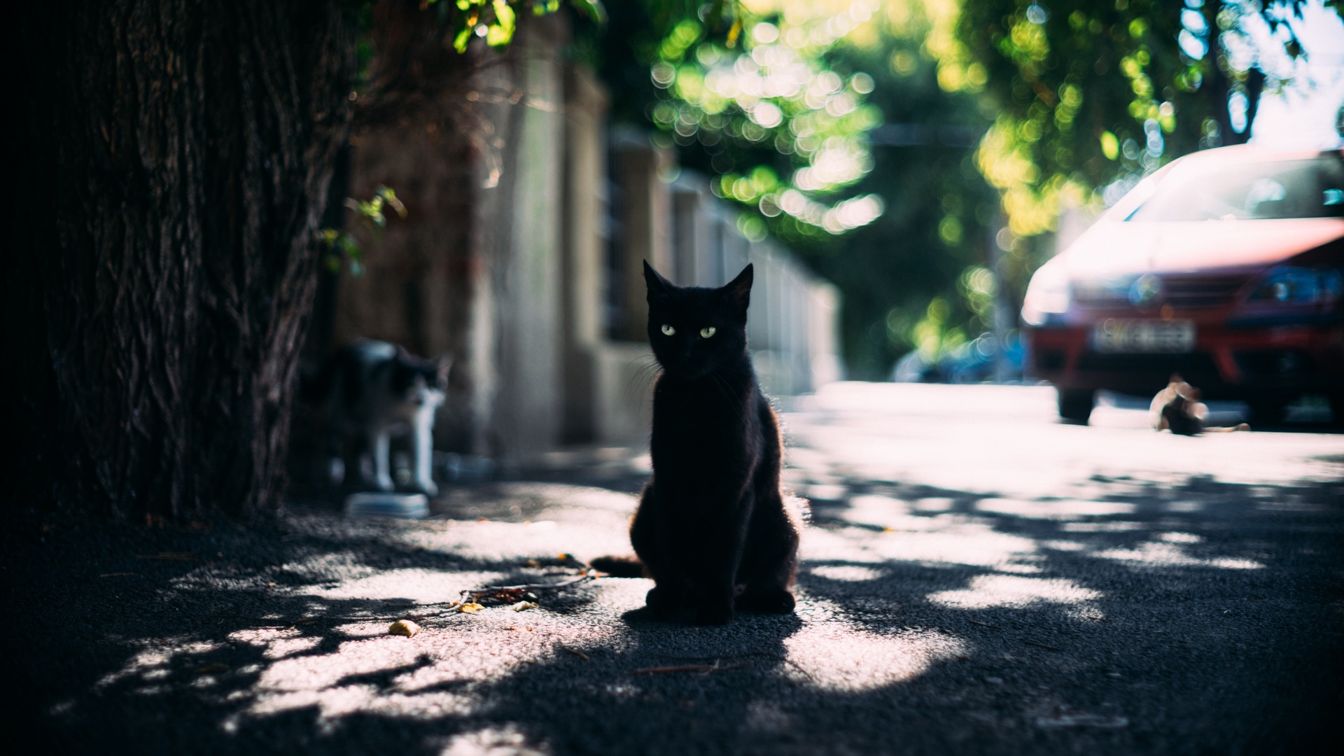 White Black Cat Outside - HD Wallpaper 