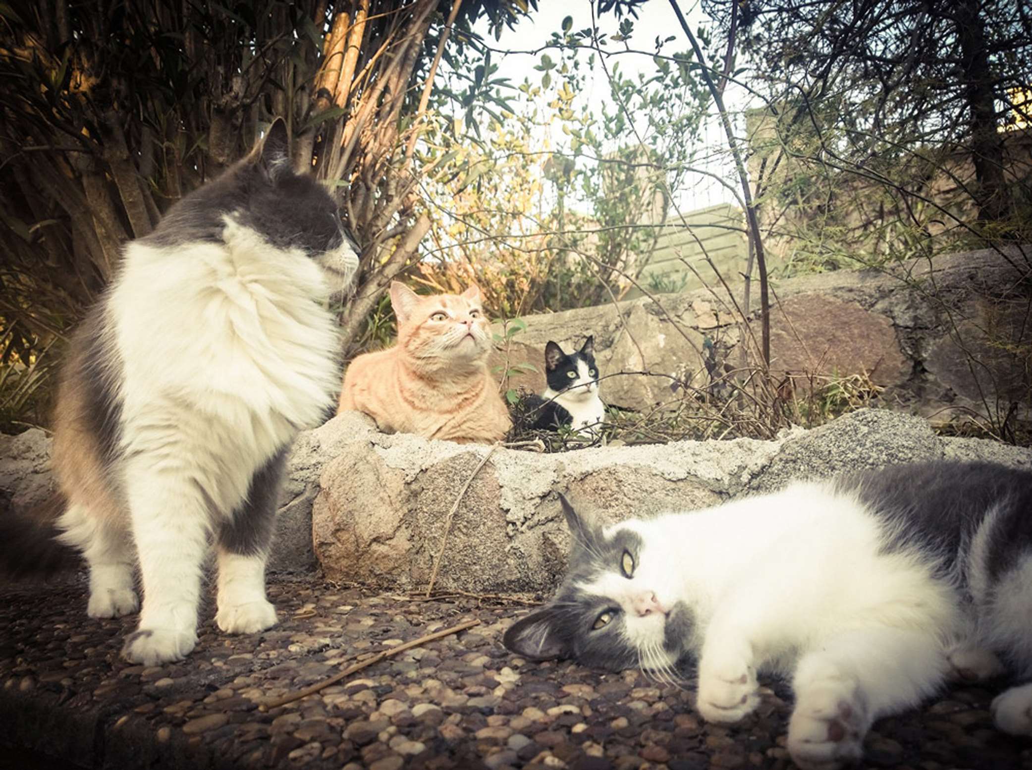 Domestic Long-haired Cat - HD Wallpaper 