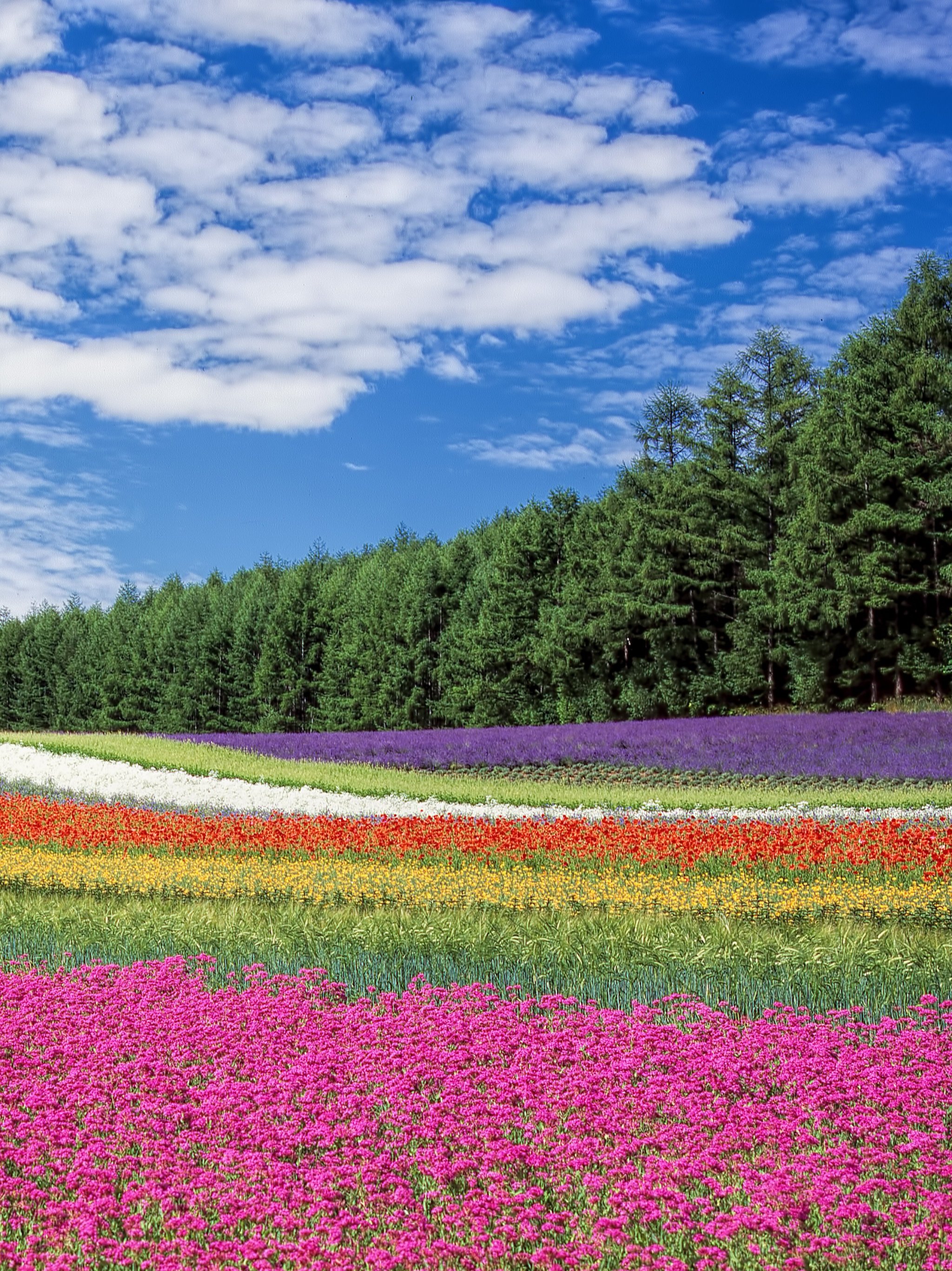 Flower Wallpaper Hd Nature - HD Wallpaper 