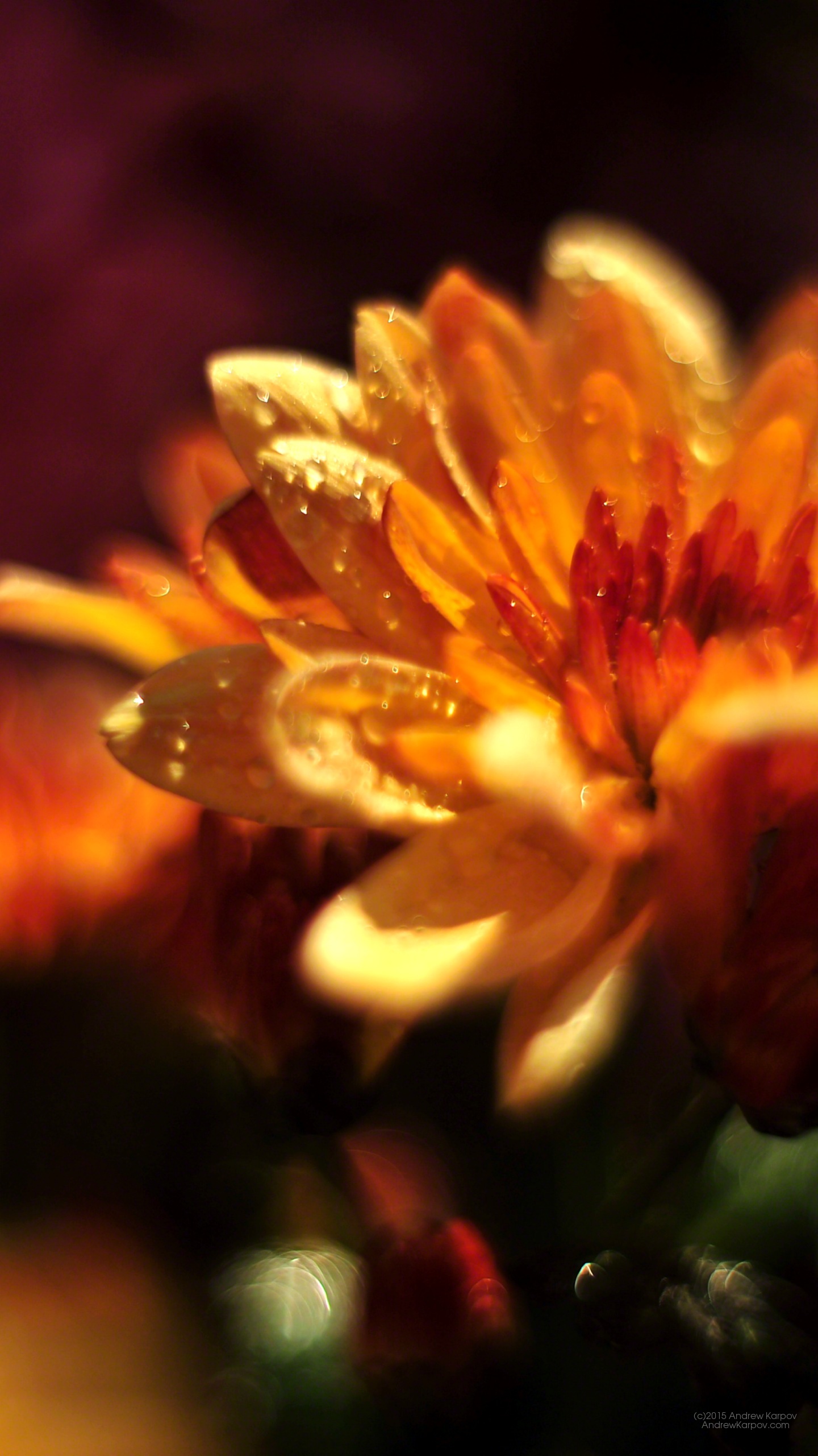 Elegant Wallpaper For Desktop - Chrysanths - HD Wallpaper 