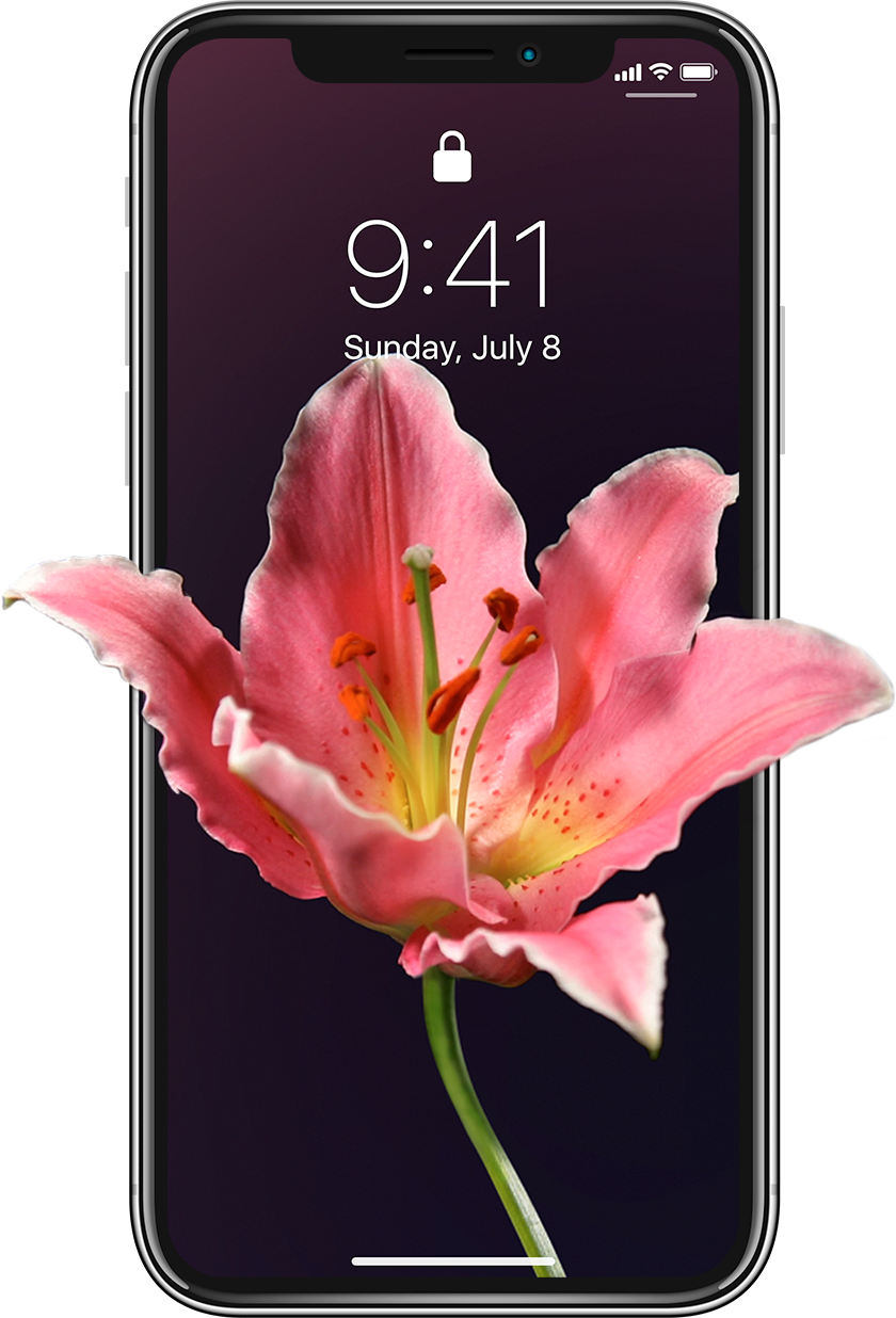 Iphone 11 Pro Max Wallpaper Flowers - HD Wallpaper 