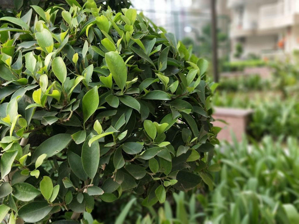 Portrait Mode Background - HD Wallpaper 