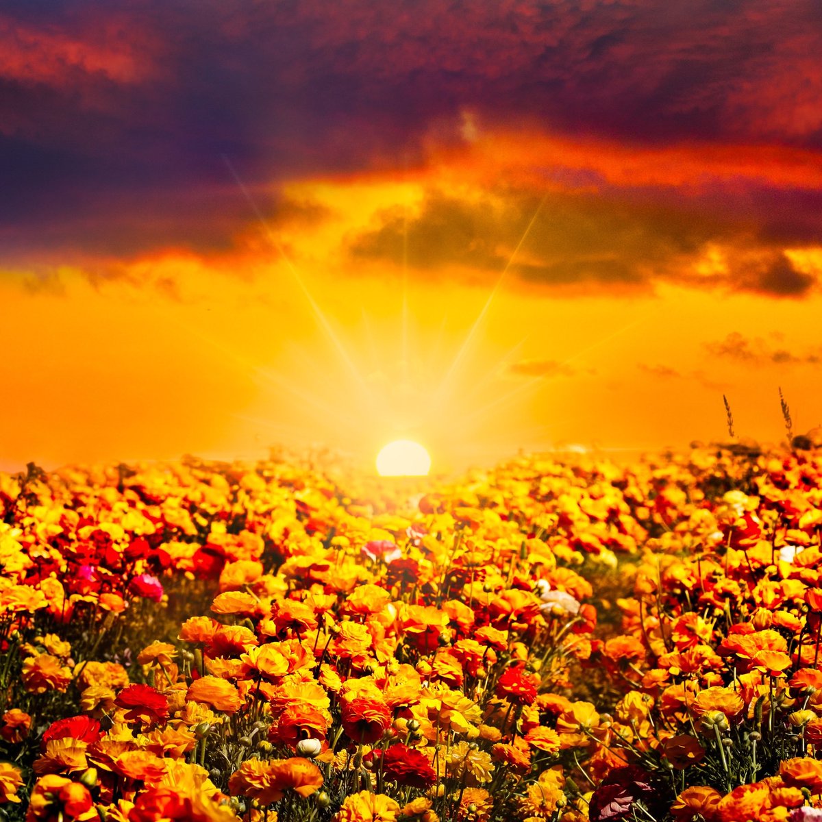 Yellow Sunset Flower Field - 1200x1200 Wallpaper - teahub.io