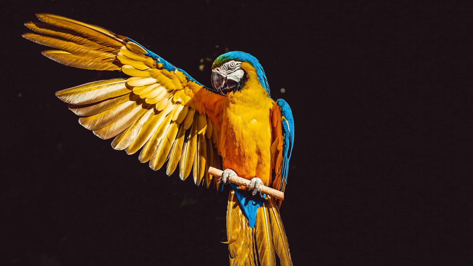 Hd Bird - HD Wallpaper 