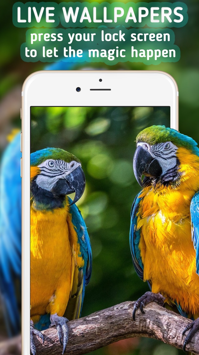 Animated Wallpapers Live Wallpapers - Couple Of Parrots Hd - HD Wallpaper 