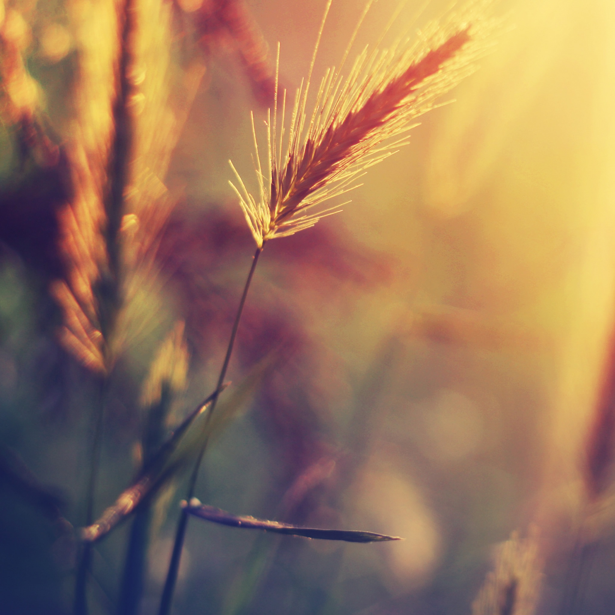 Best Ipad Mini Hd Wallpapers - Best Wallpaper Nature Portrait - HD Wallpaper 