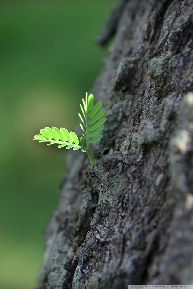 New Life Wallpaper Iphone - HD Wallpaper 