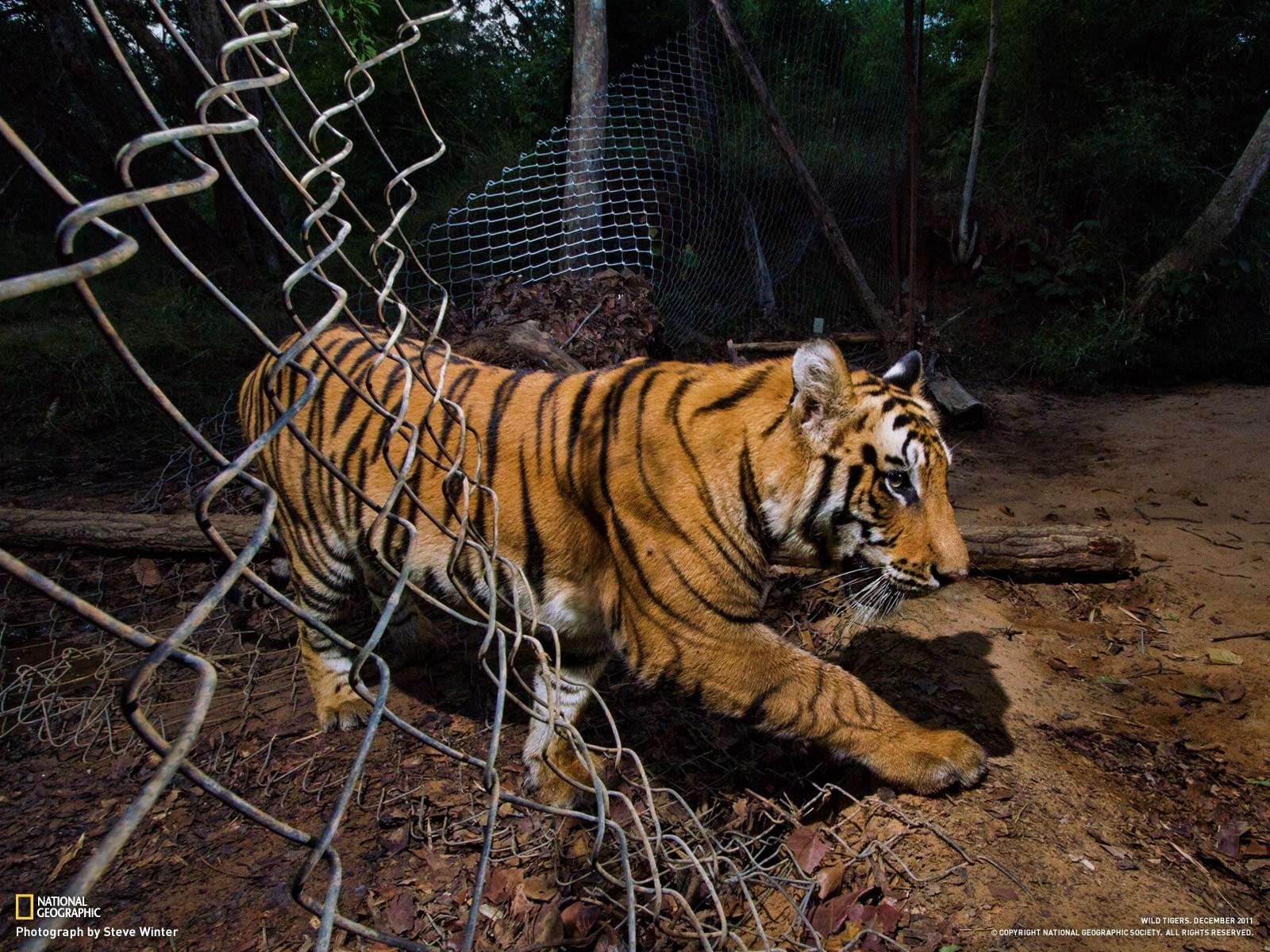 Download Wallpaper,wild Life, Free Animal Pictures, - Animales Saliendo De Jaula - HD Wallpaper 