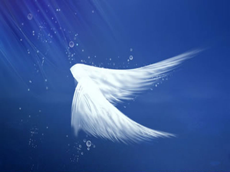 My Soul Is Flying 800x600 Wallpaper Teahub Io
