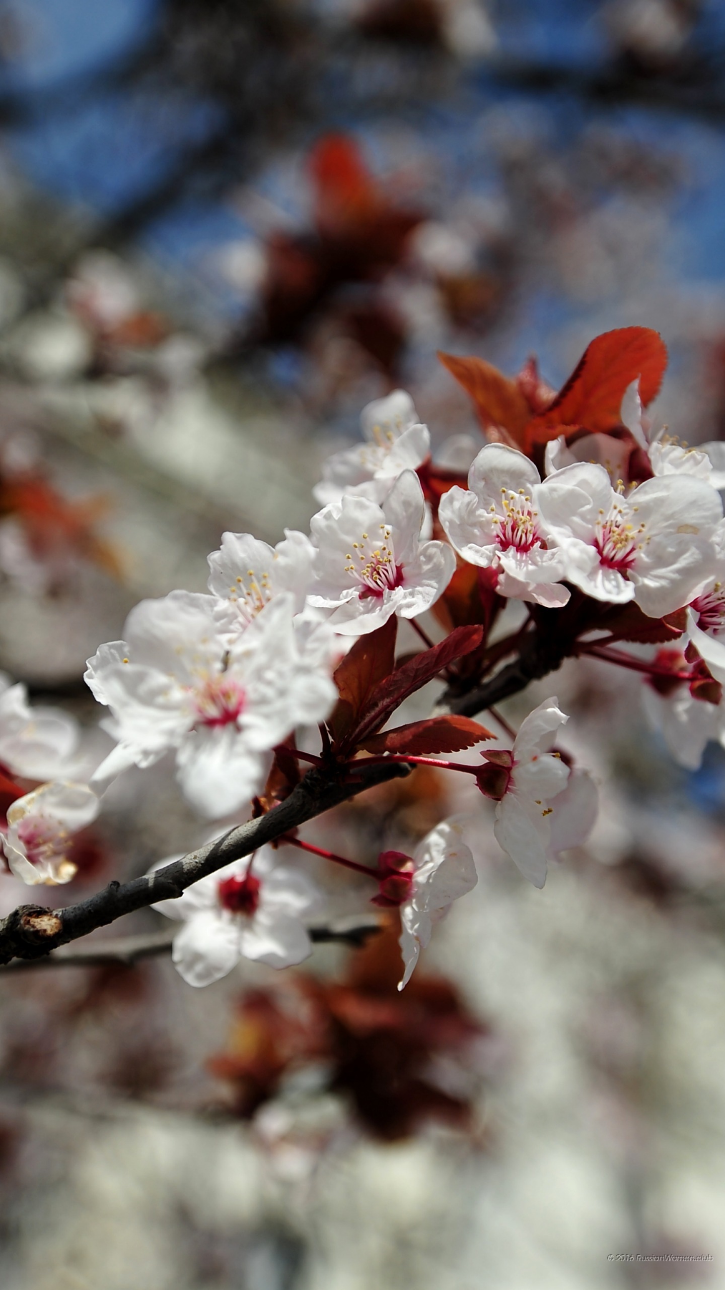 Flowers Wallpapers - Fond D Écran Vertical Fleur - HD Wallpaper 