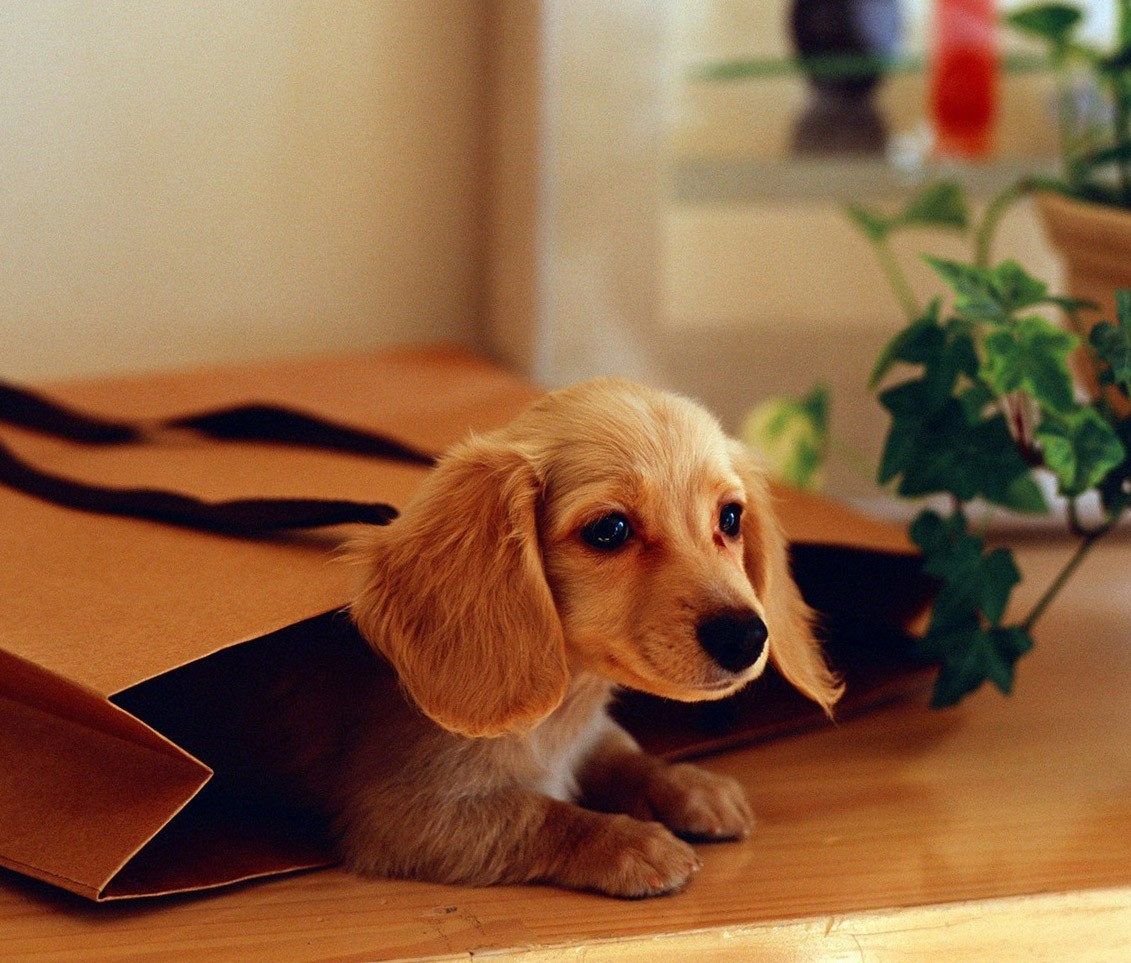 Animal Wallpapers, Free Animal Photos, Creatures, Natural - Dachshund - HD Wallpaper 