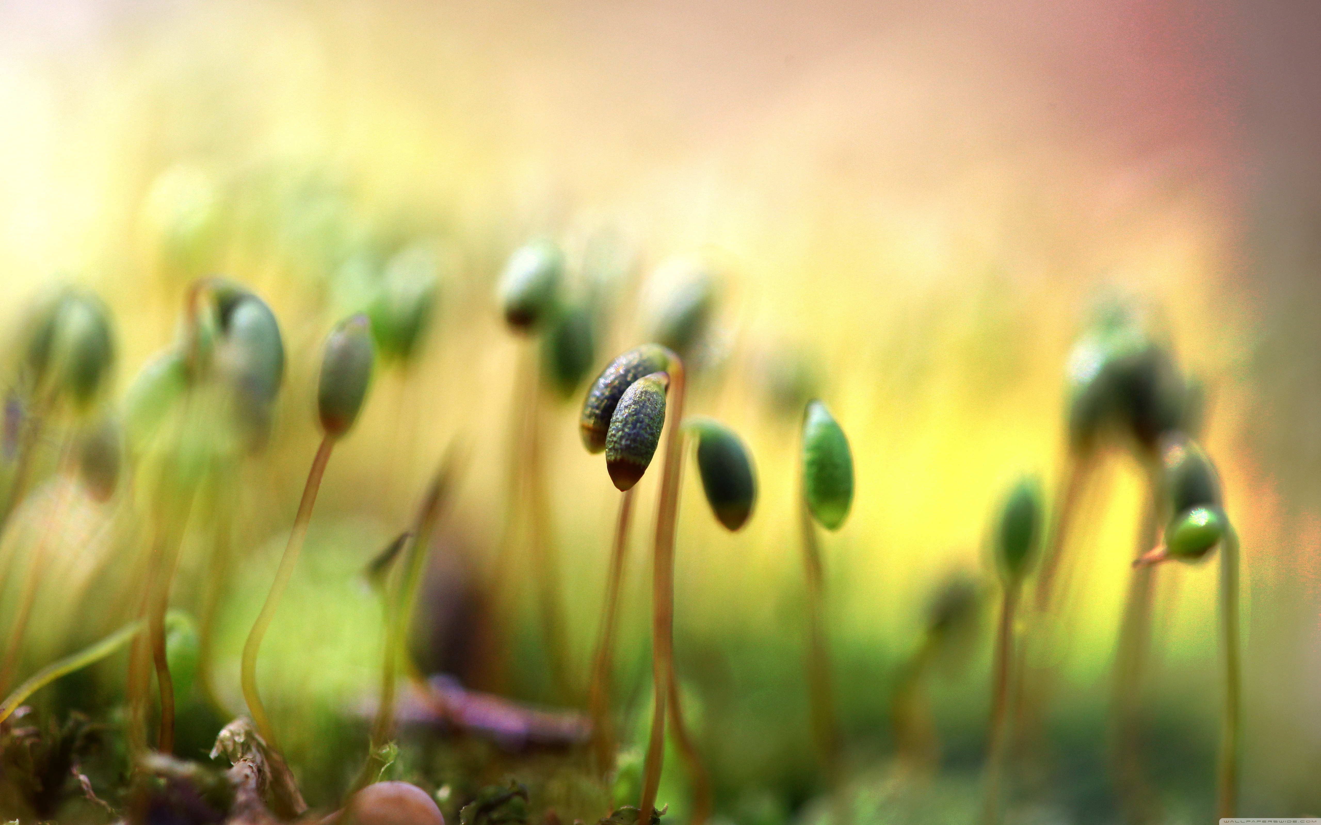 New Life - HD Wallpaper 