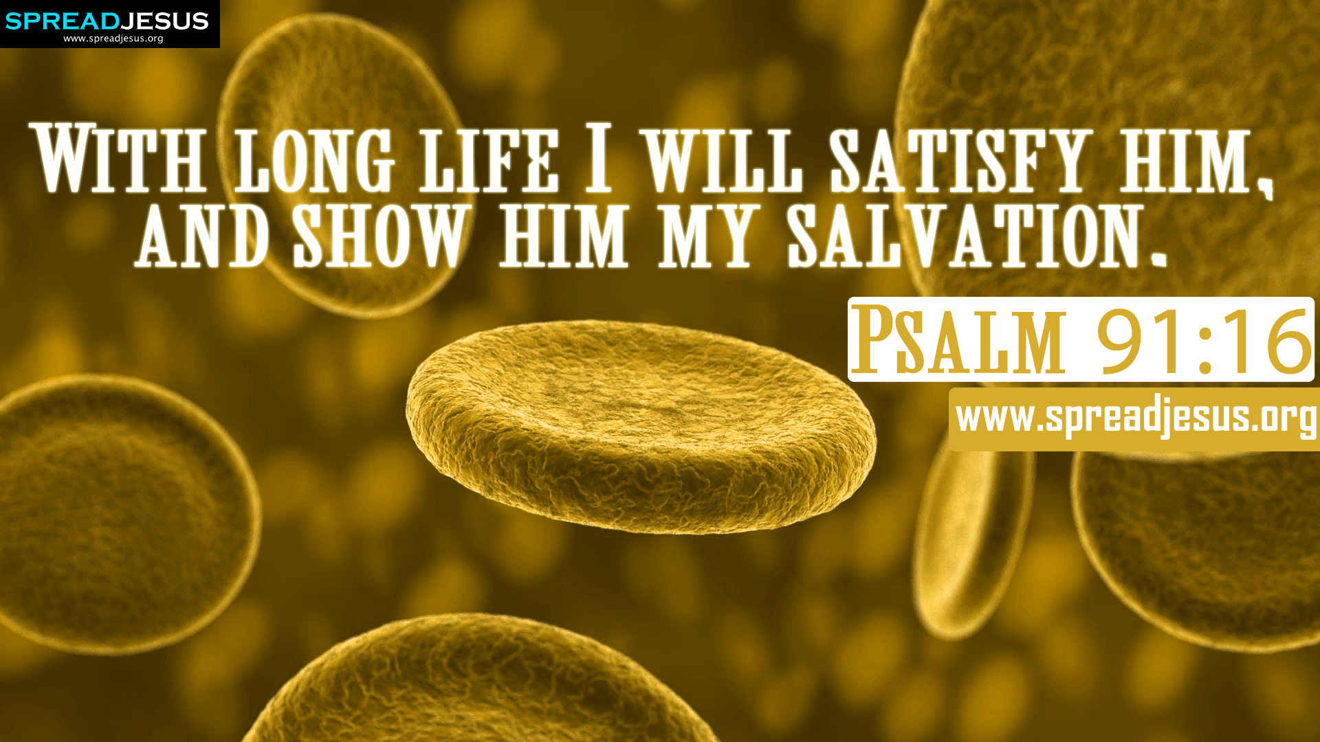 16 Bible Quotes Hd Wallpapers Free Download With Long - Psalms 91 16 - HD Wallpaper 