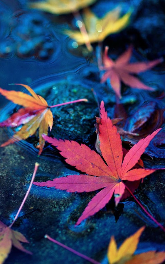Live Wallpapers For Mobile Phone Group - Autumn Wallpapers For Phone - HD Wallpaper 