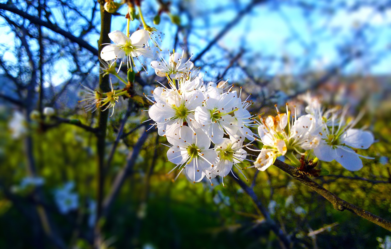 Photo Wallpaper Spring, Greece, Blossom, Halkidiki, - Cherry Blossom - HD Wallpaper 