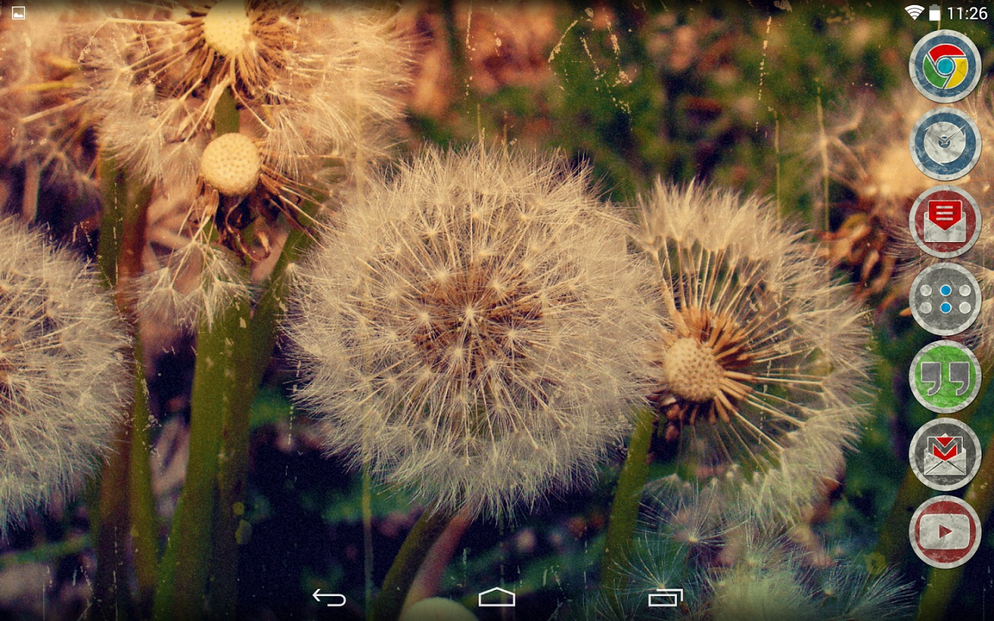 Muxzqya - Dandelion - HD Wallpaper 