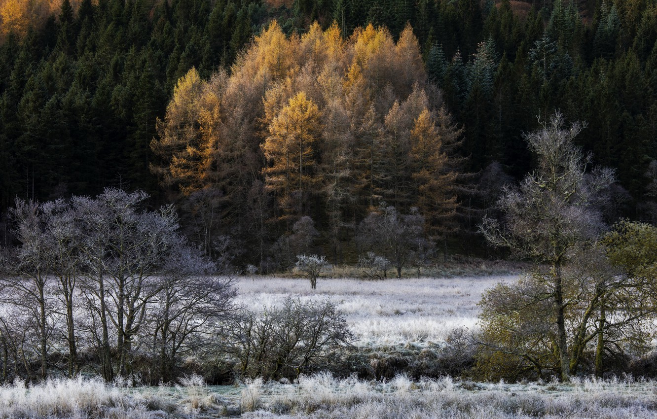 Photo Wallpaper Autumn, Forest, Nature - White Pine - HD Wallpaper 