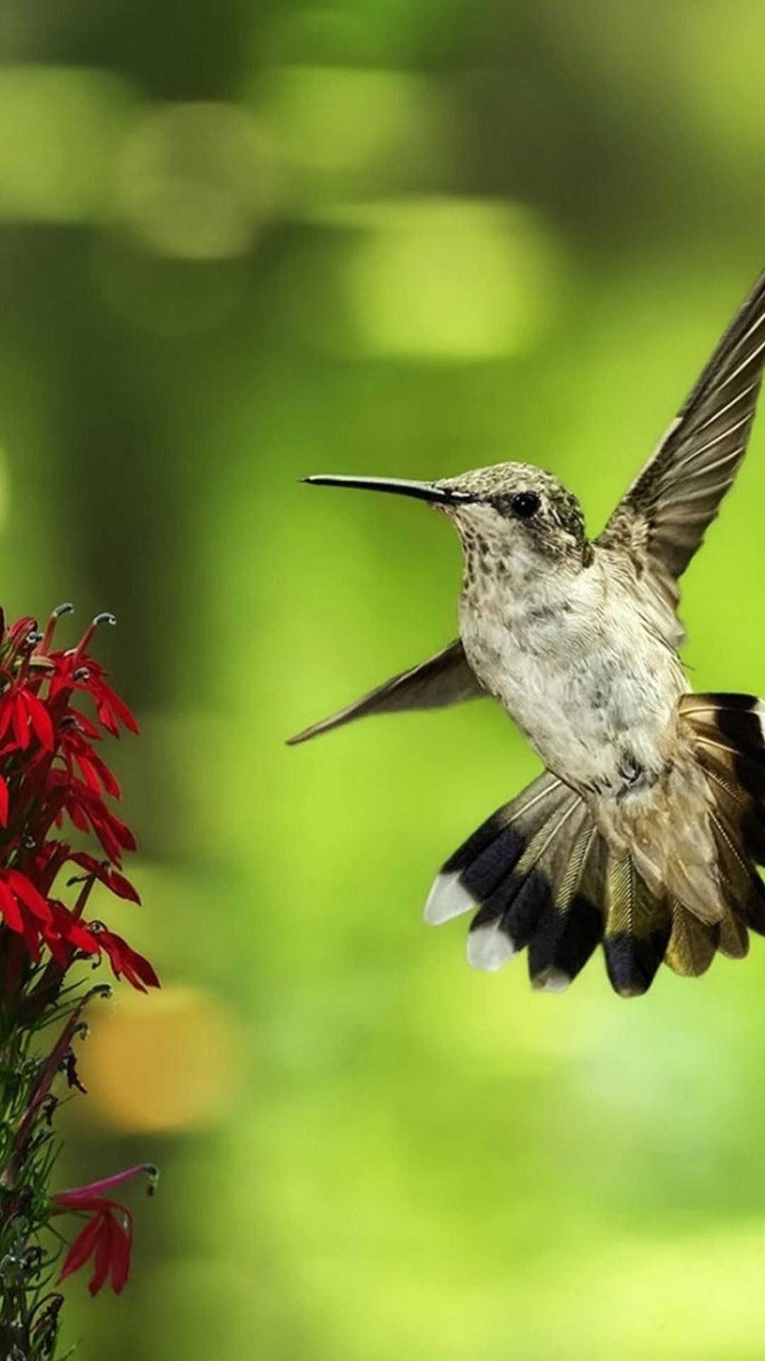 Hummingbird Wallpaper Iphone - HD Wallpaper 