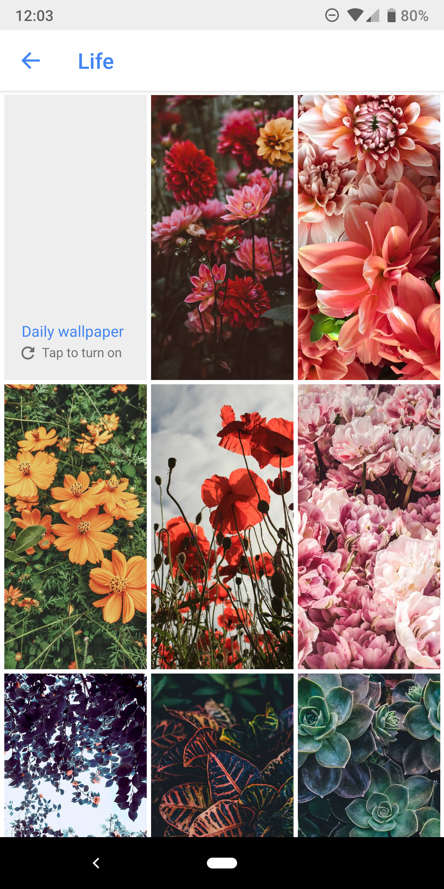 Google Wallpaper Life - HD Wallpaper 