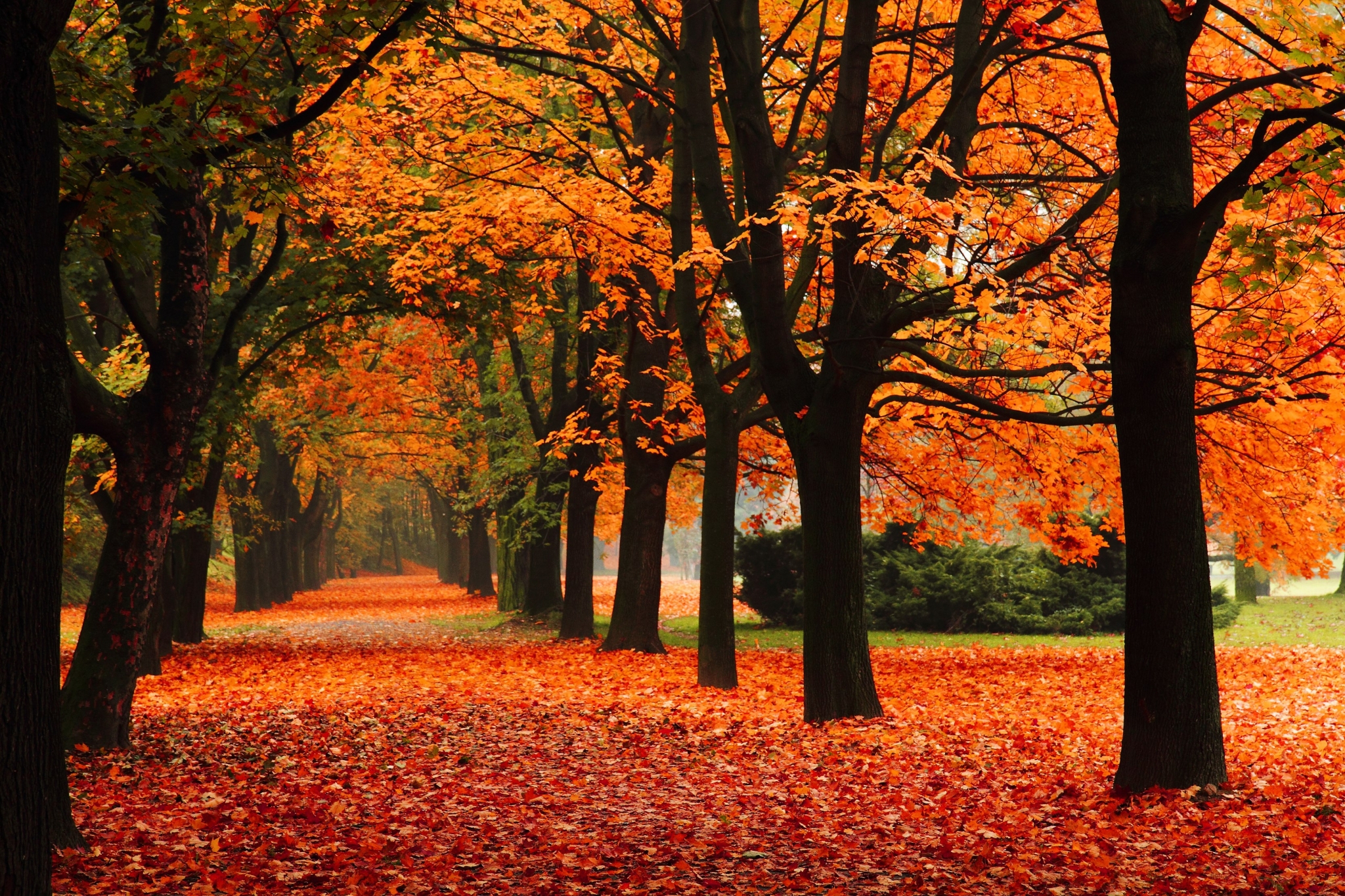 Fall Season - HD Wallpaper 