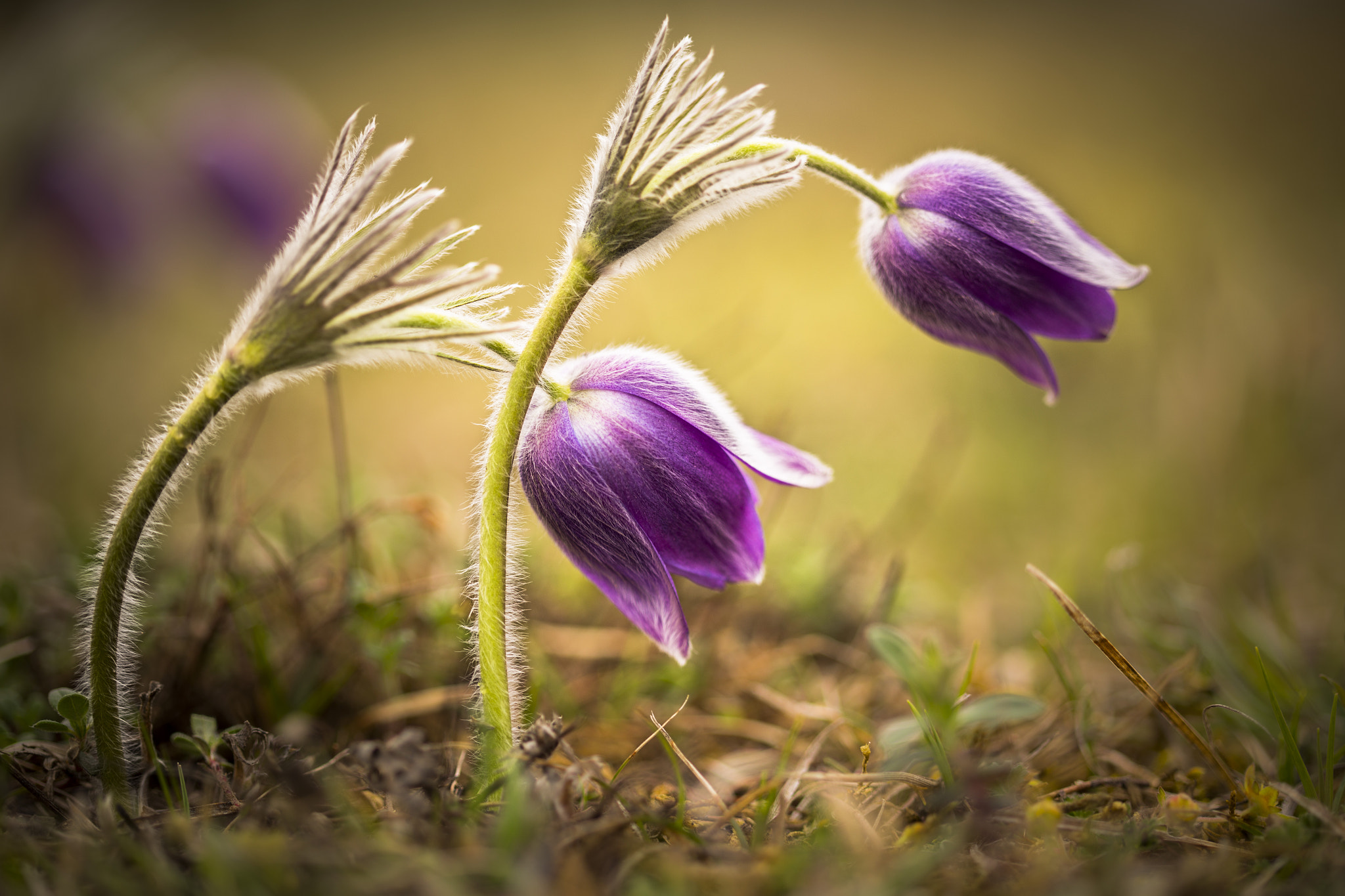 Pulsatilla Montana - HD Wallpaper 