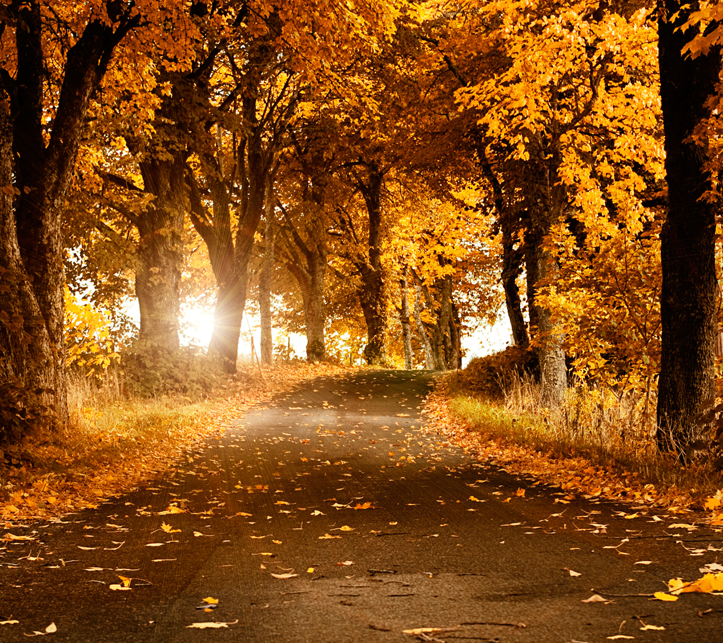 Wallpaper For Tablet - High Resolution Autumn Computer Background - HD Wallpaper 