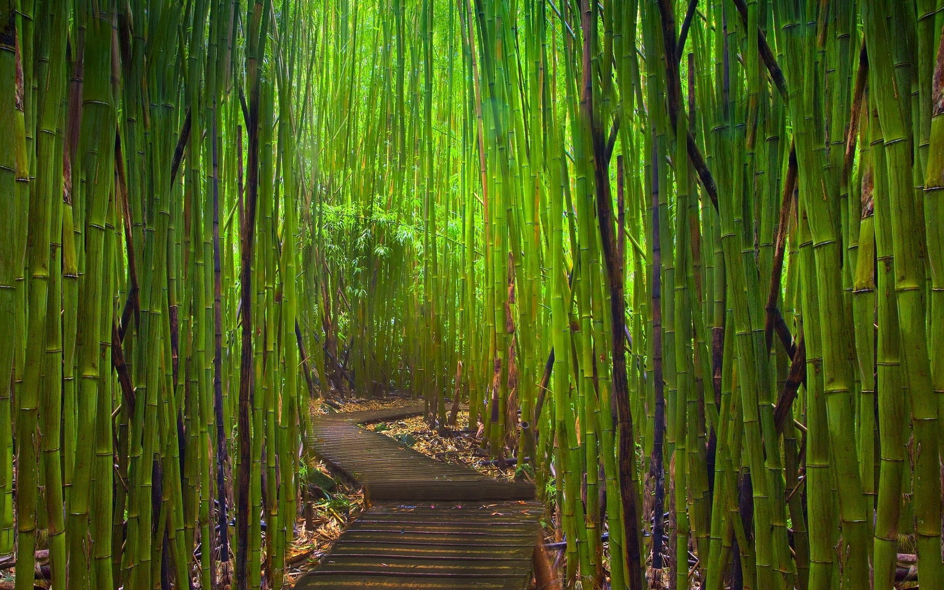 Bamboo Forest Path - HD Wallpaper 