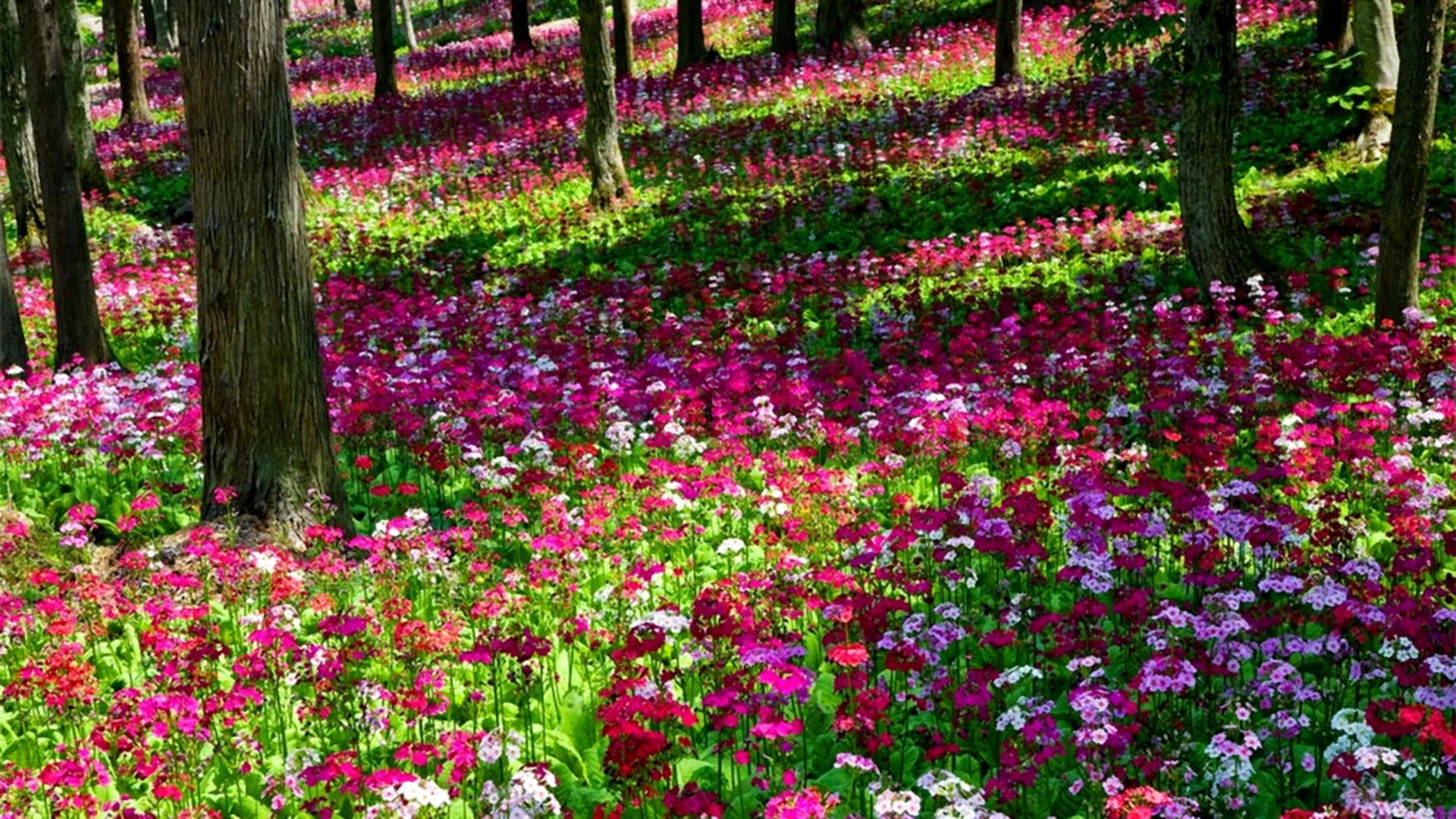 Flowers In A Forest - HD Wallpaper 