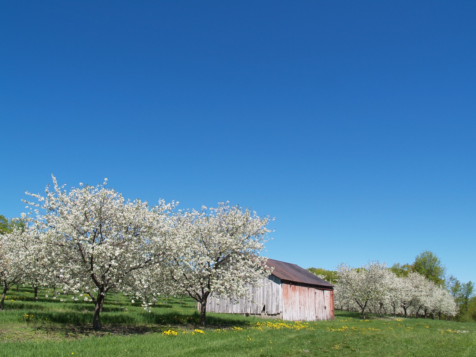 European Plum - HD Wallpaper 