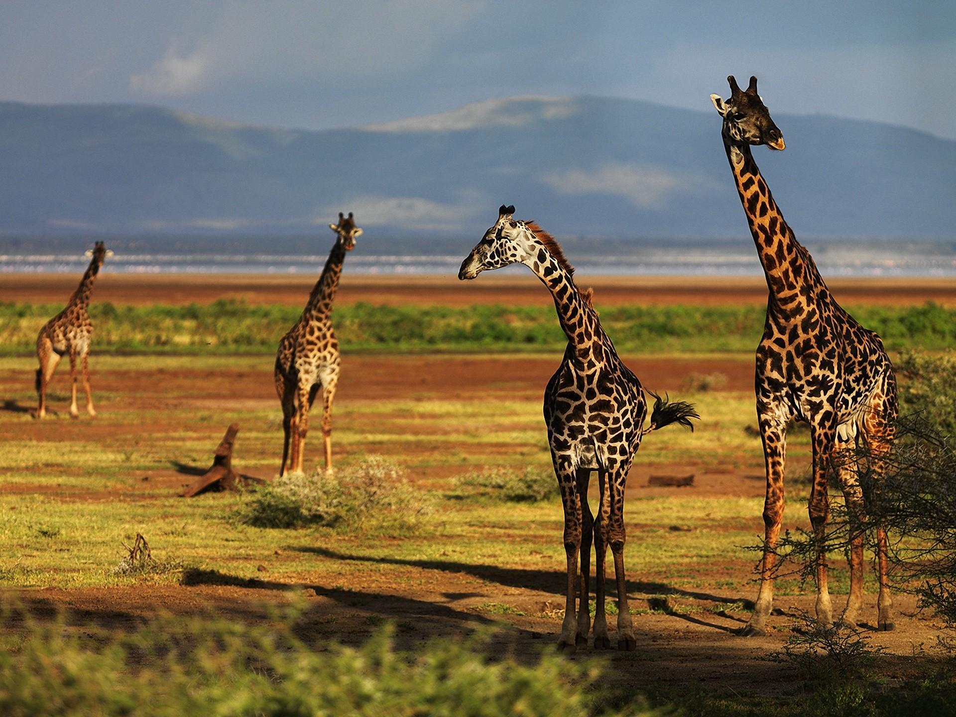 Free Download Giraffe Wallpaper Hd Pc Desktop - Wallpaper - HD Wallpaper 