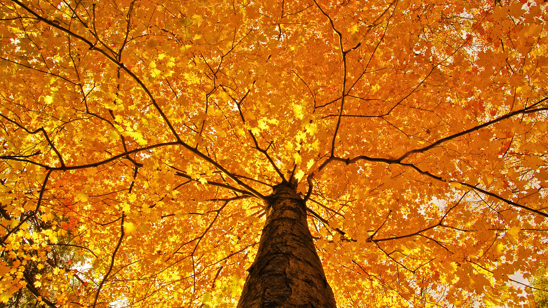 Fall Foliage Backgrounds Free Download - Worms Eye View Trees - HD Wallpaper 
