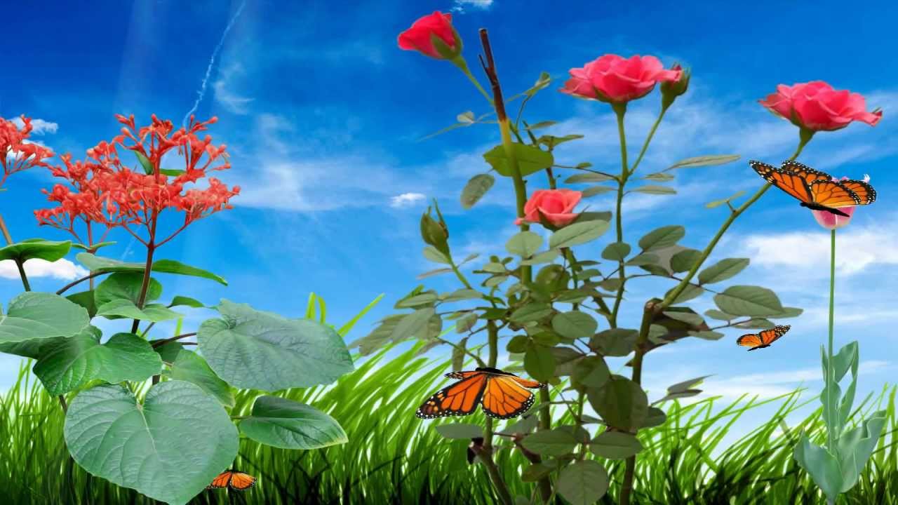 Animated Flower Wallpaper Gif - HD Wallpaper 
