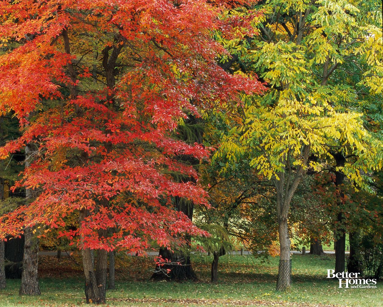 Autumn Fall Forest Colors - Maple - HD Wallpaper 
