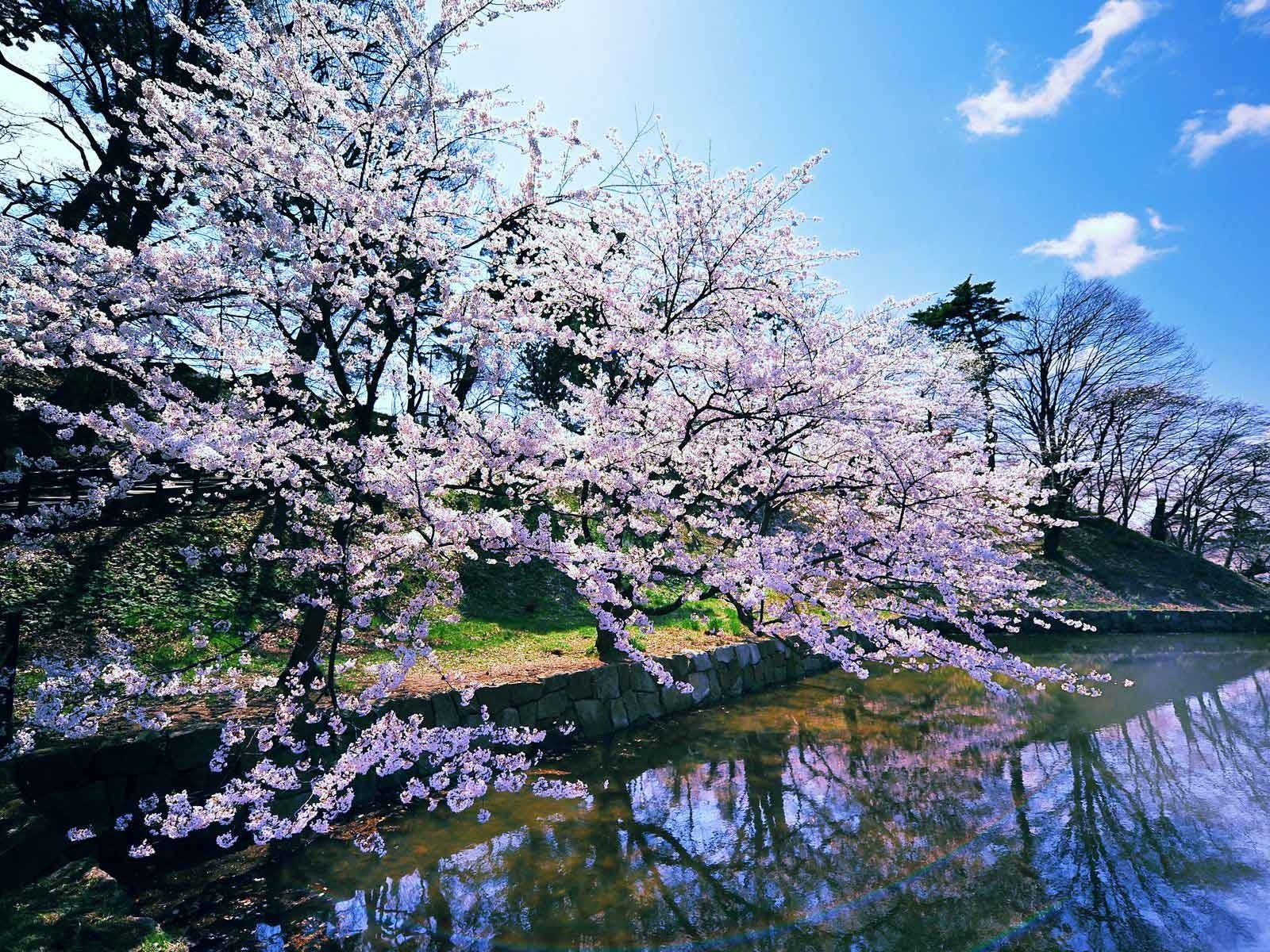 Cherry Blossom Tree Japan Landscape - HD Wallpaper 
