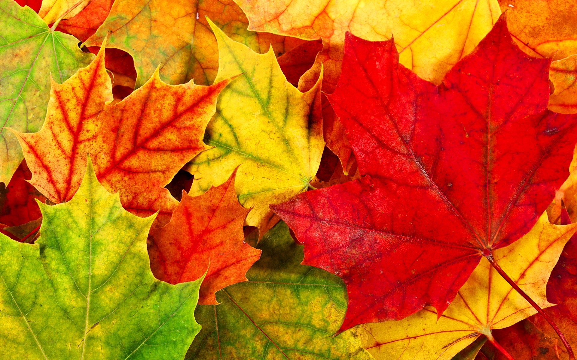 Autumn Leaves - HD Wallpaper 