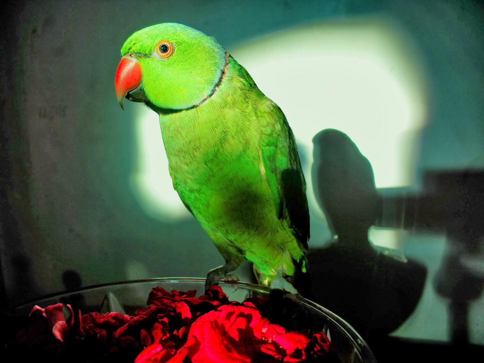 Free Hd Desktop Wallpapers For Widescreen, High Definition - High Resolution Images Of Parrot - HD Wallpaper 