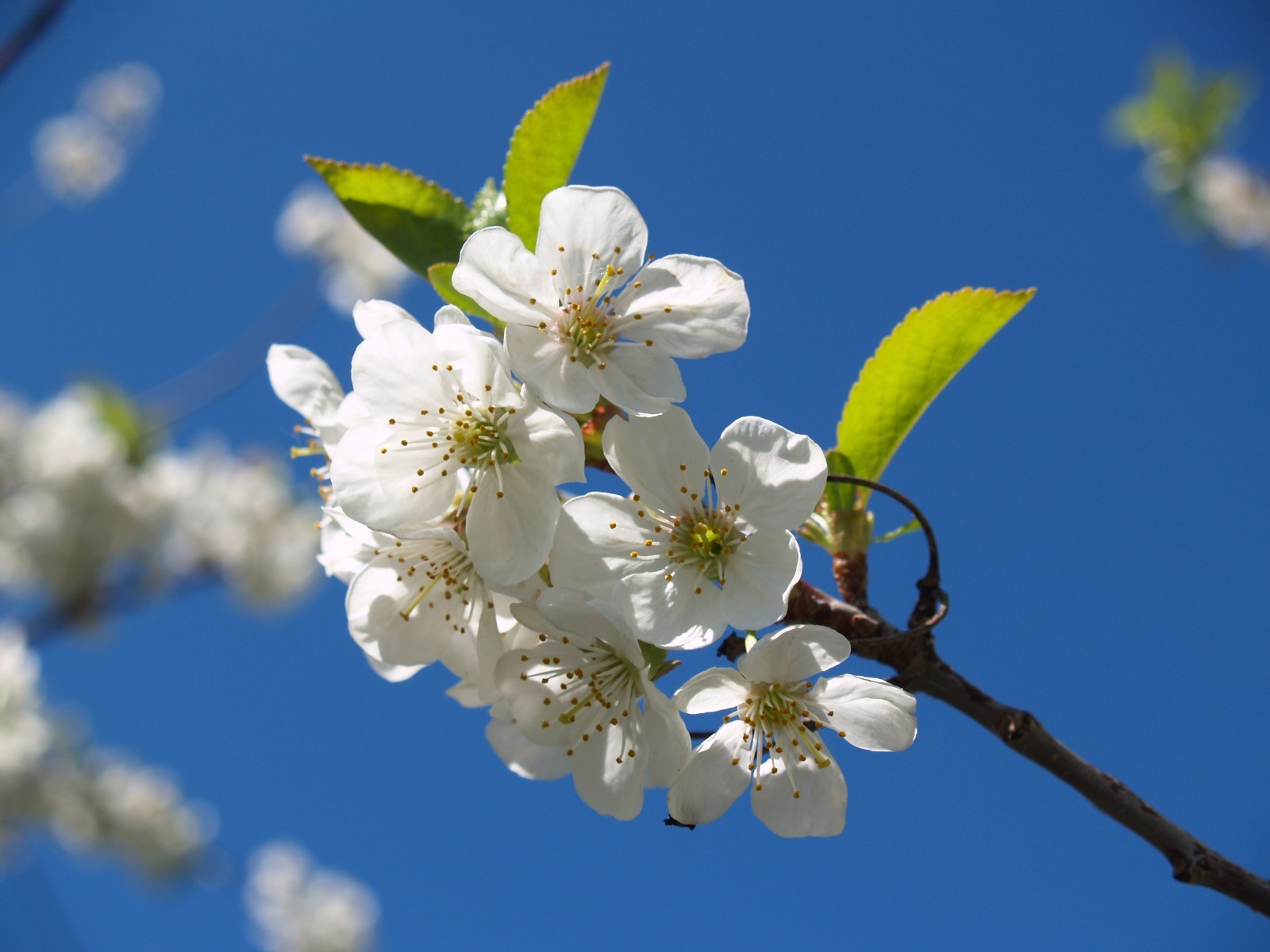 Cherry Blossom - HD Wallpaper 