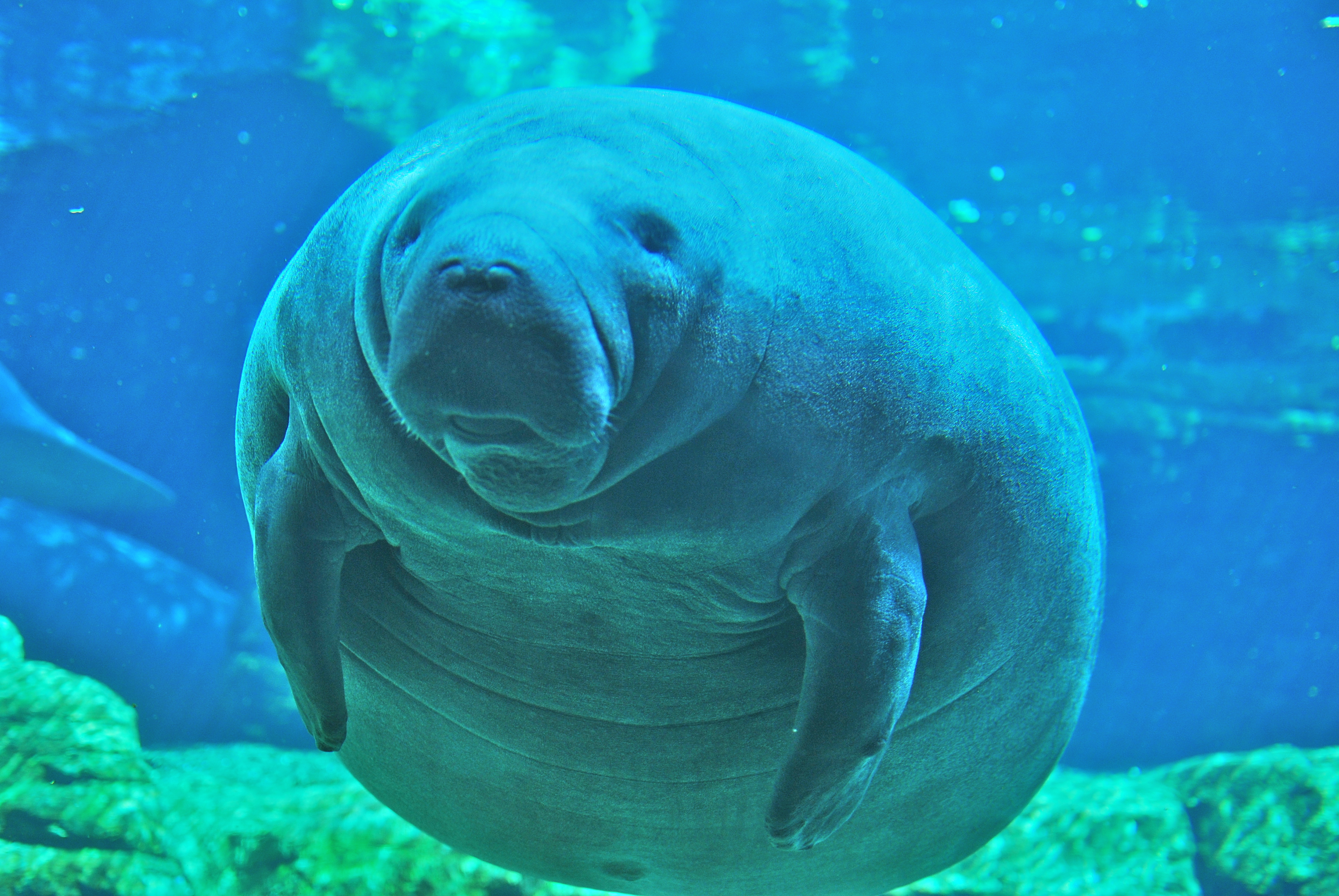 New Magnificent Manatee High Definition Background - Sea Cow - HD Wallpaper 