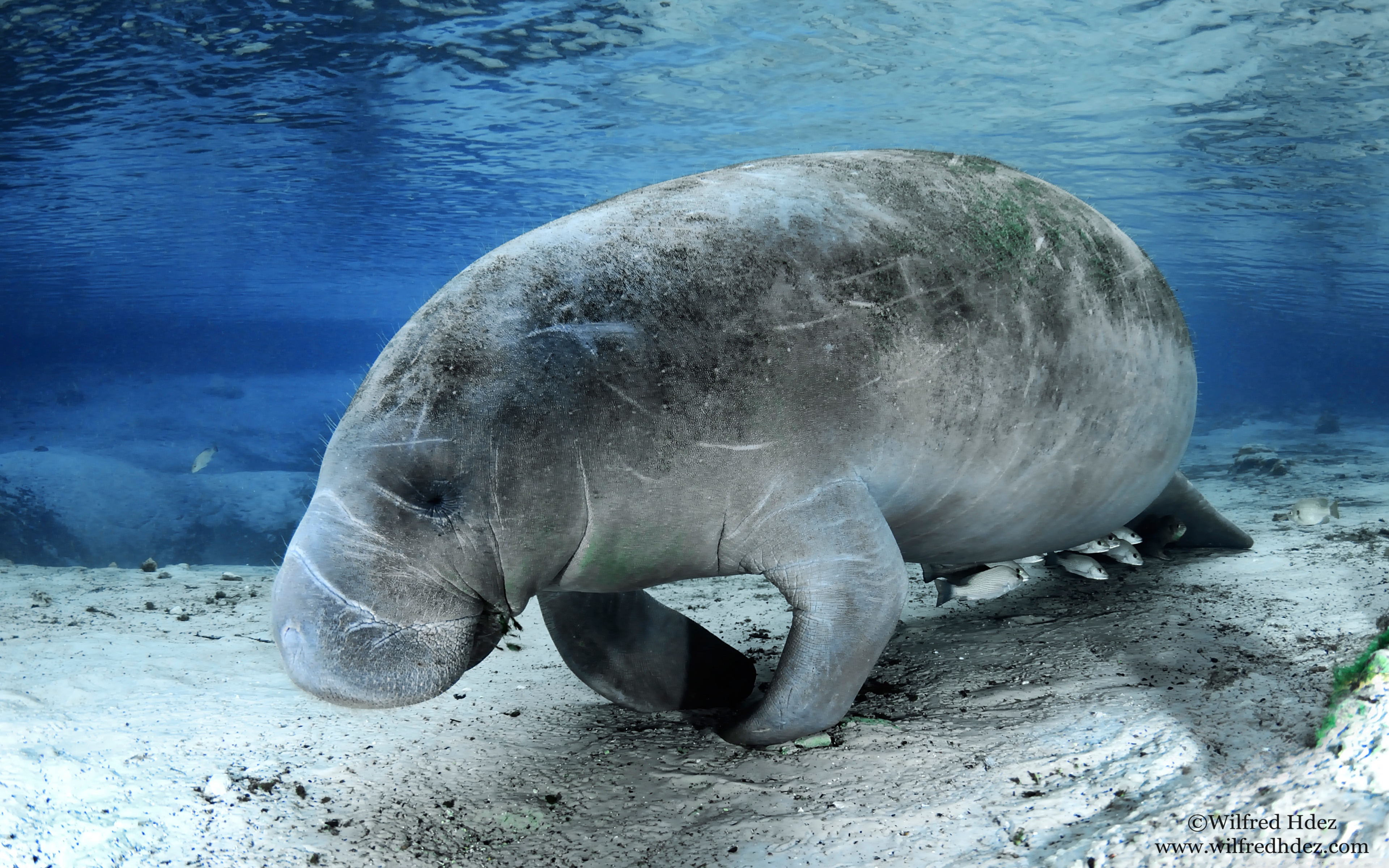Hd Manatee - HD Wallpaper 