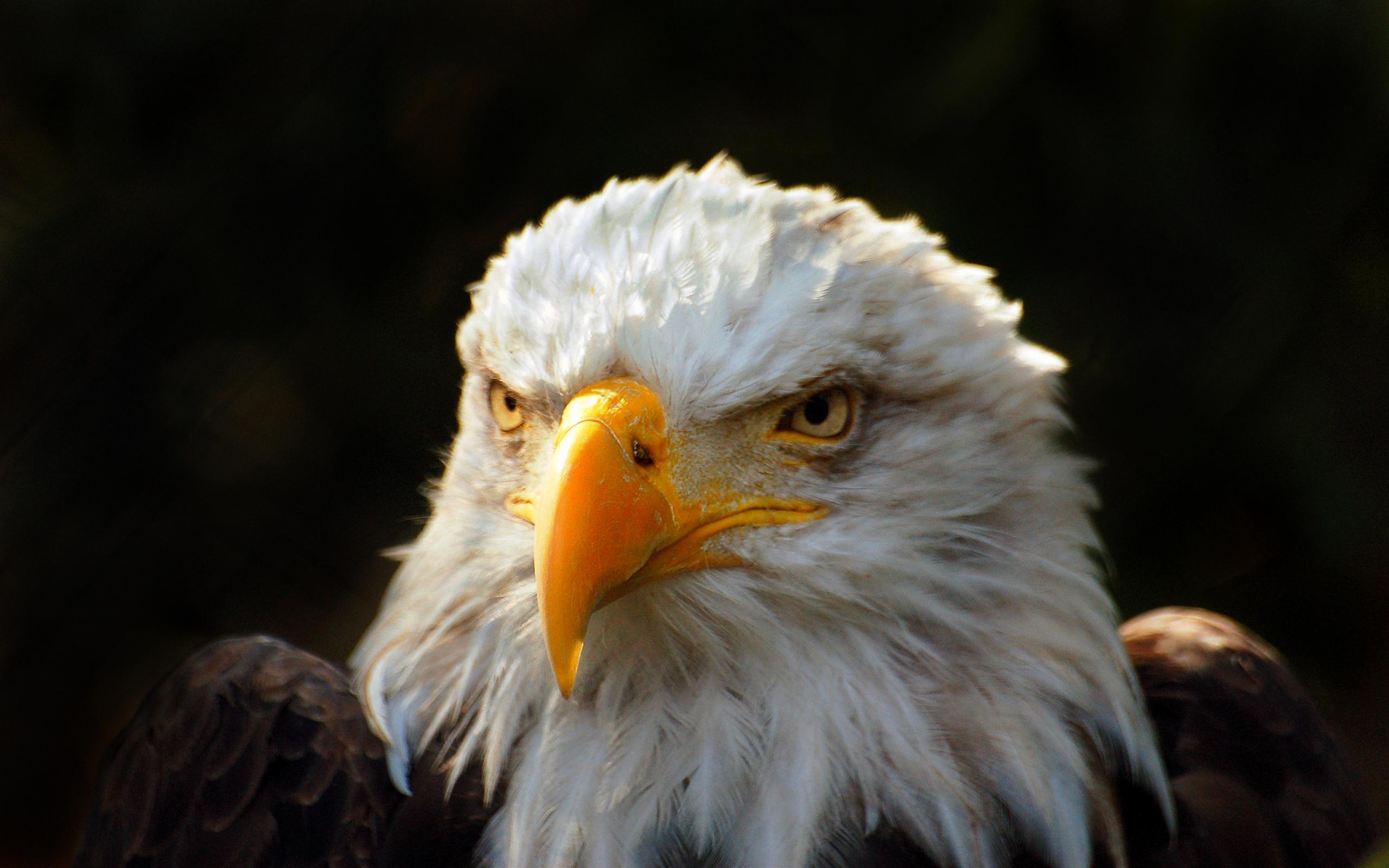 Cabeca De Aguia - HD Wallpaper 