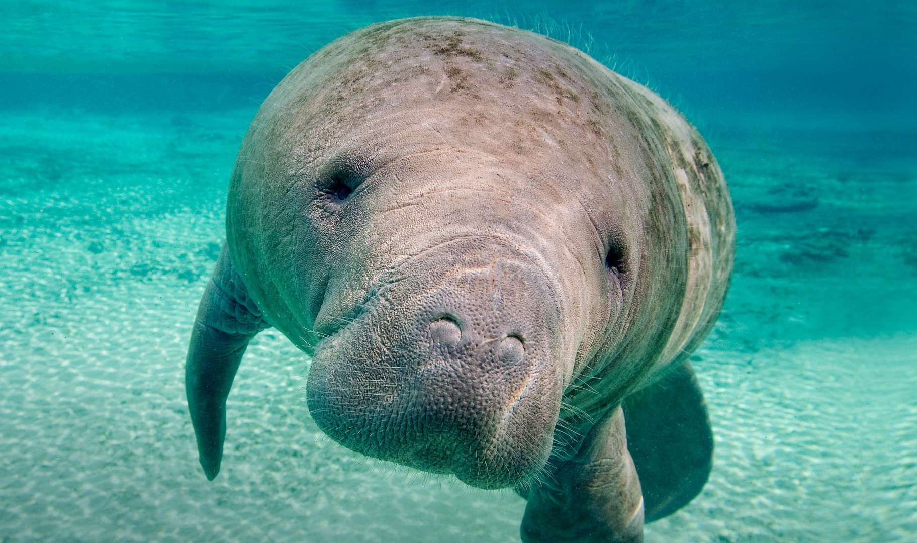 High Quality-manatee - HD Wallpaper 